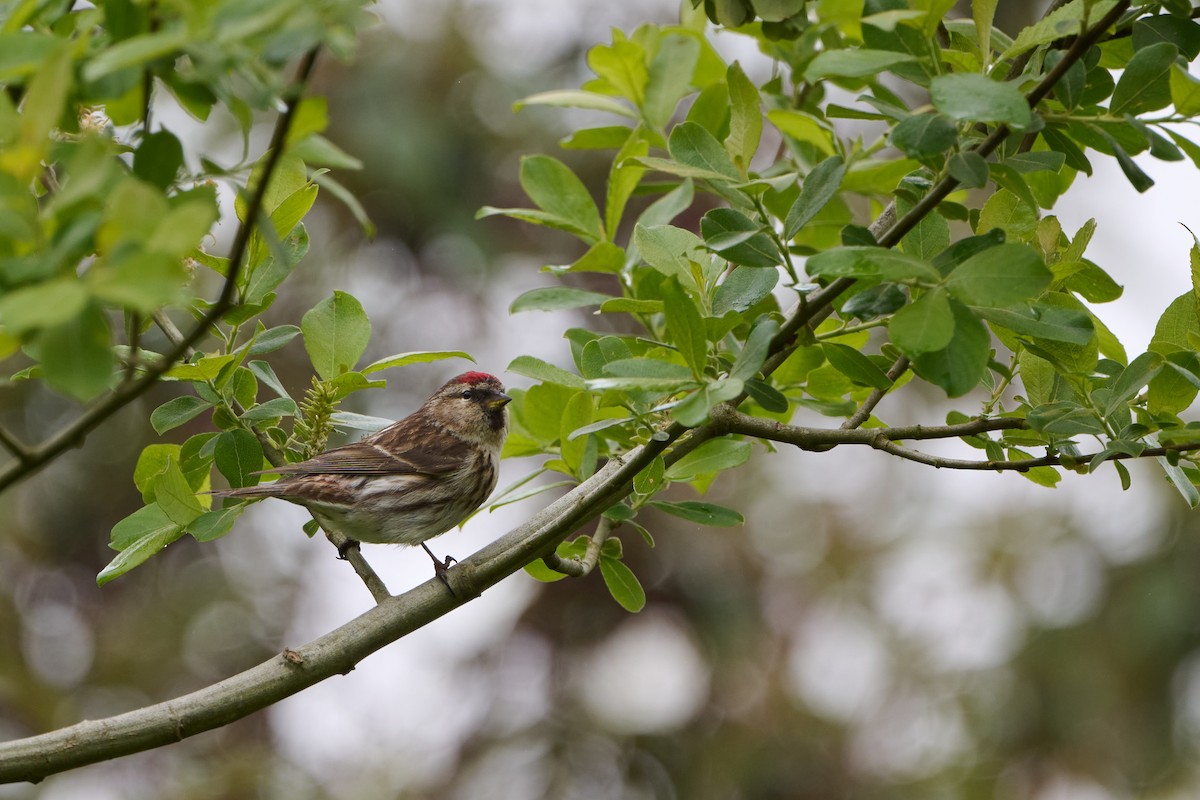 Lesser Redpoll - ML611367287