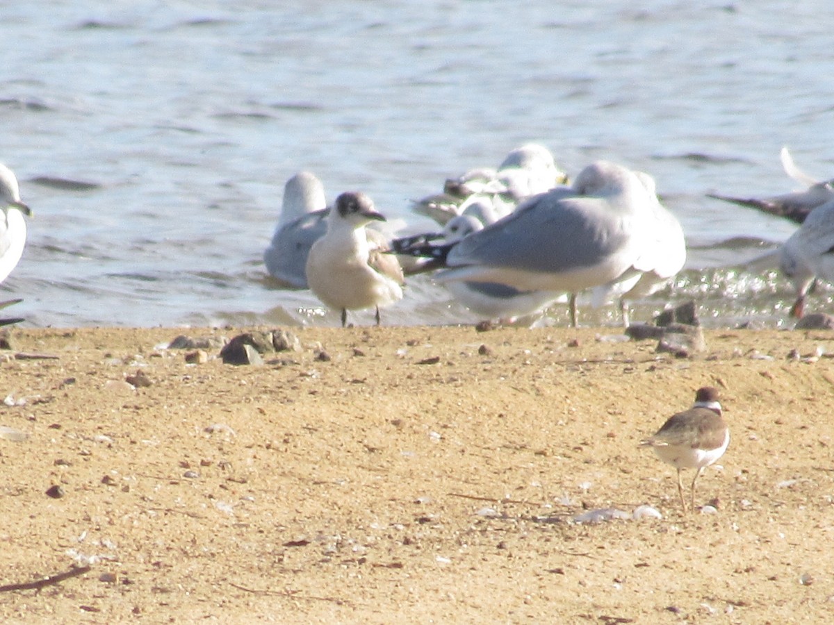 Franklin's Gull - Caleb Bronsink