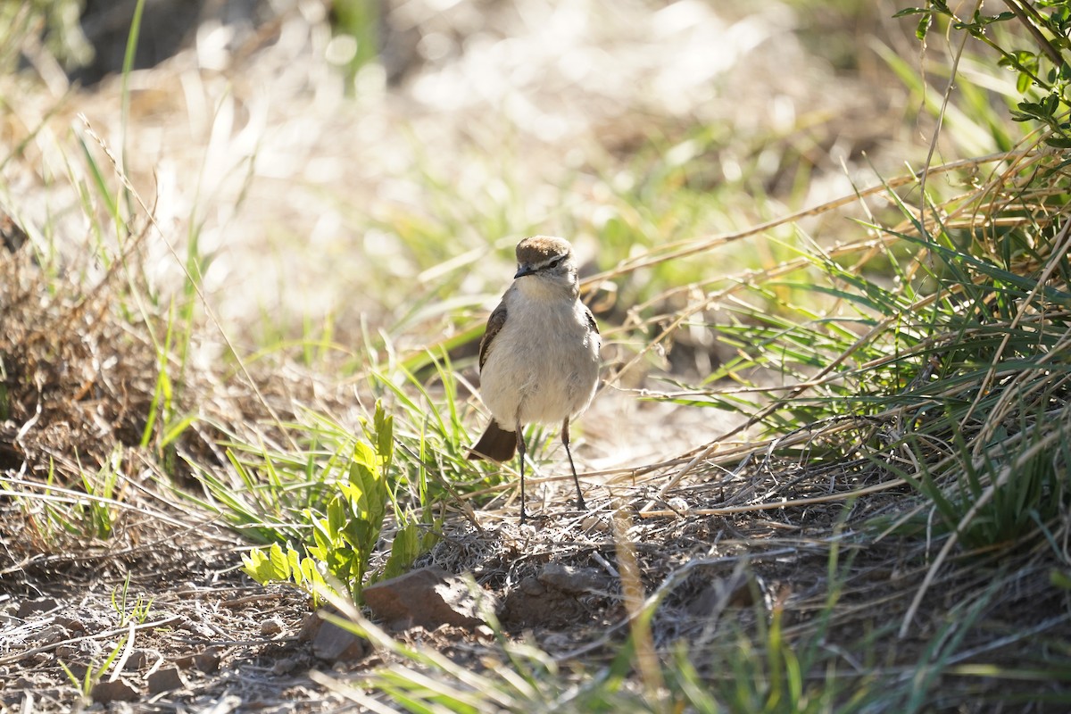 White-browed Ground-Tyrant - ML611367375