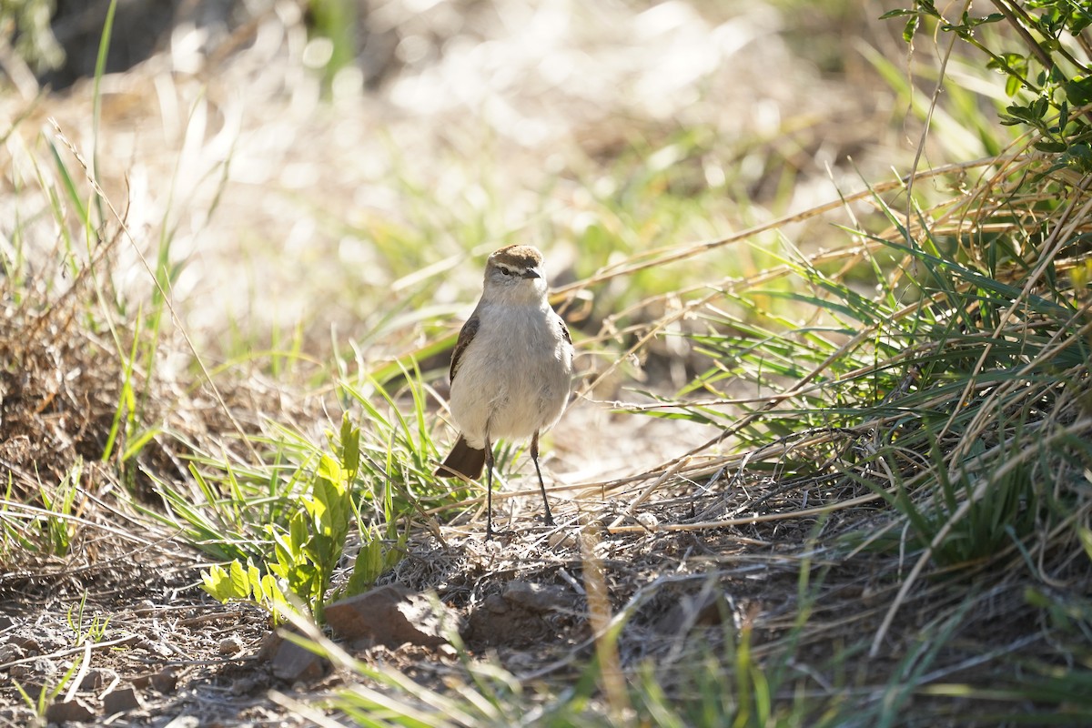 White-browed Ground-Tyrant - ML611367376