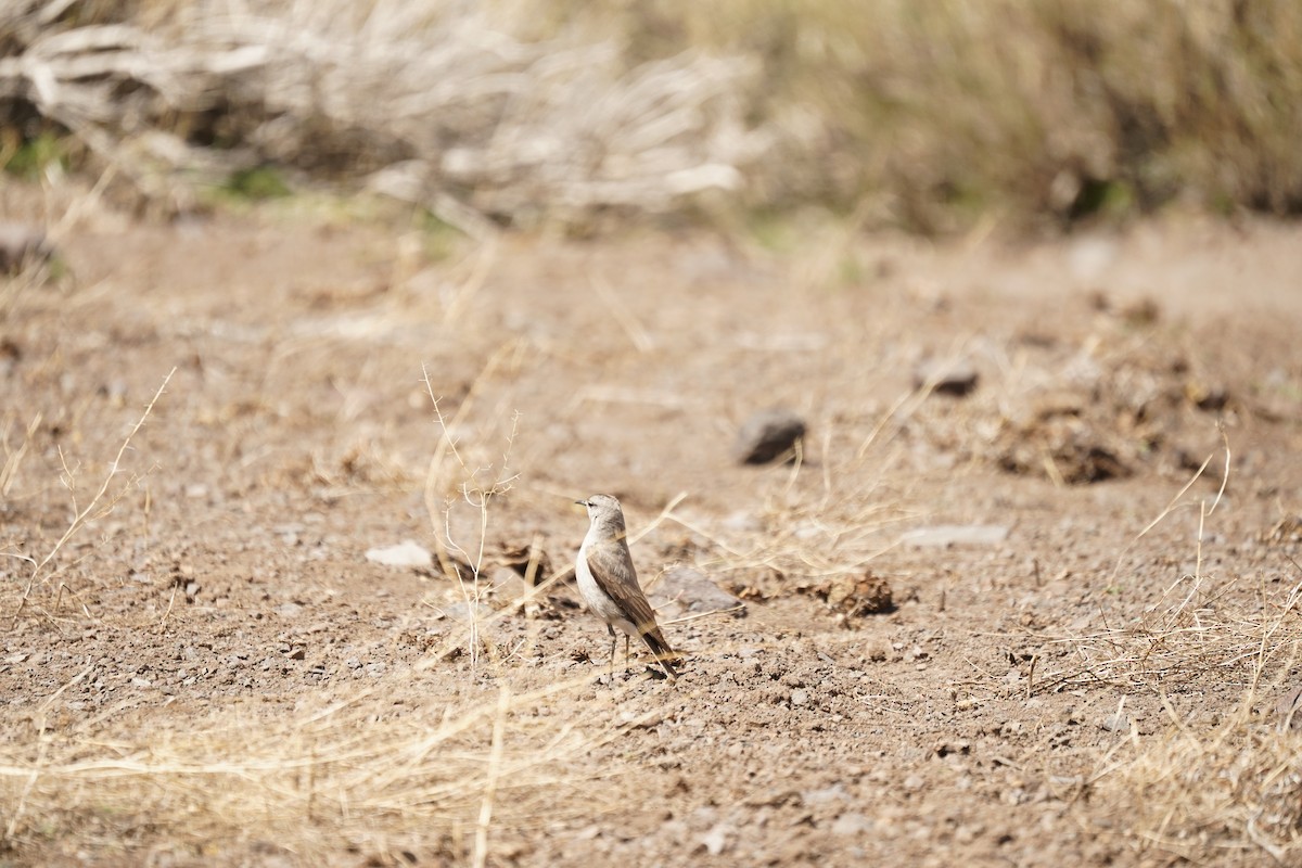 Black-fronted Ground-Tyrant - ML611367456