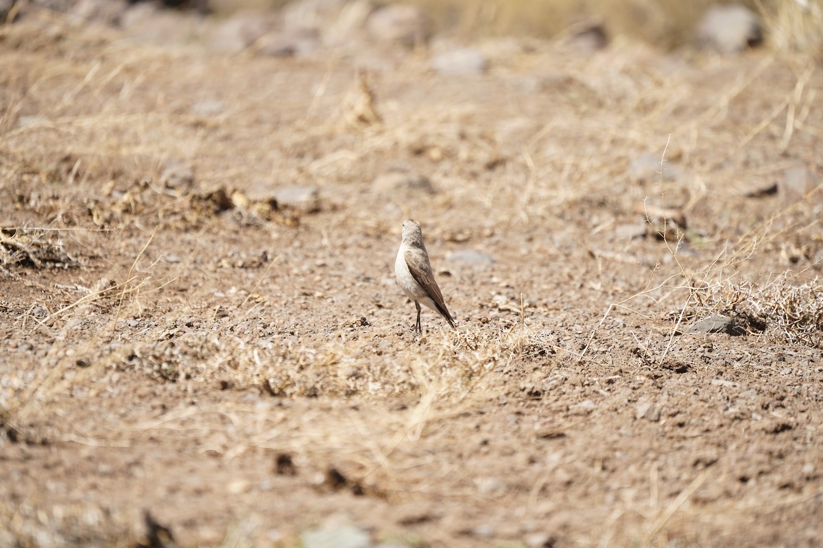 Black-fronted Ground-Tyrant - ML611367457