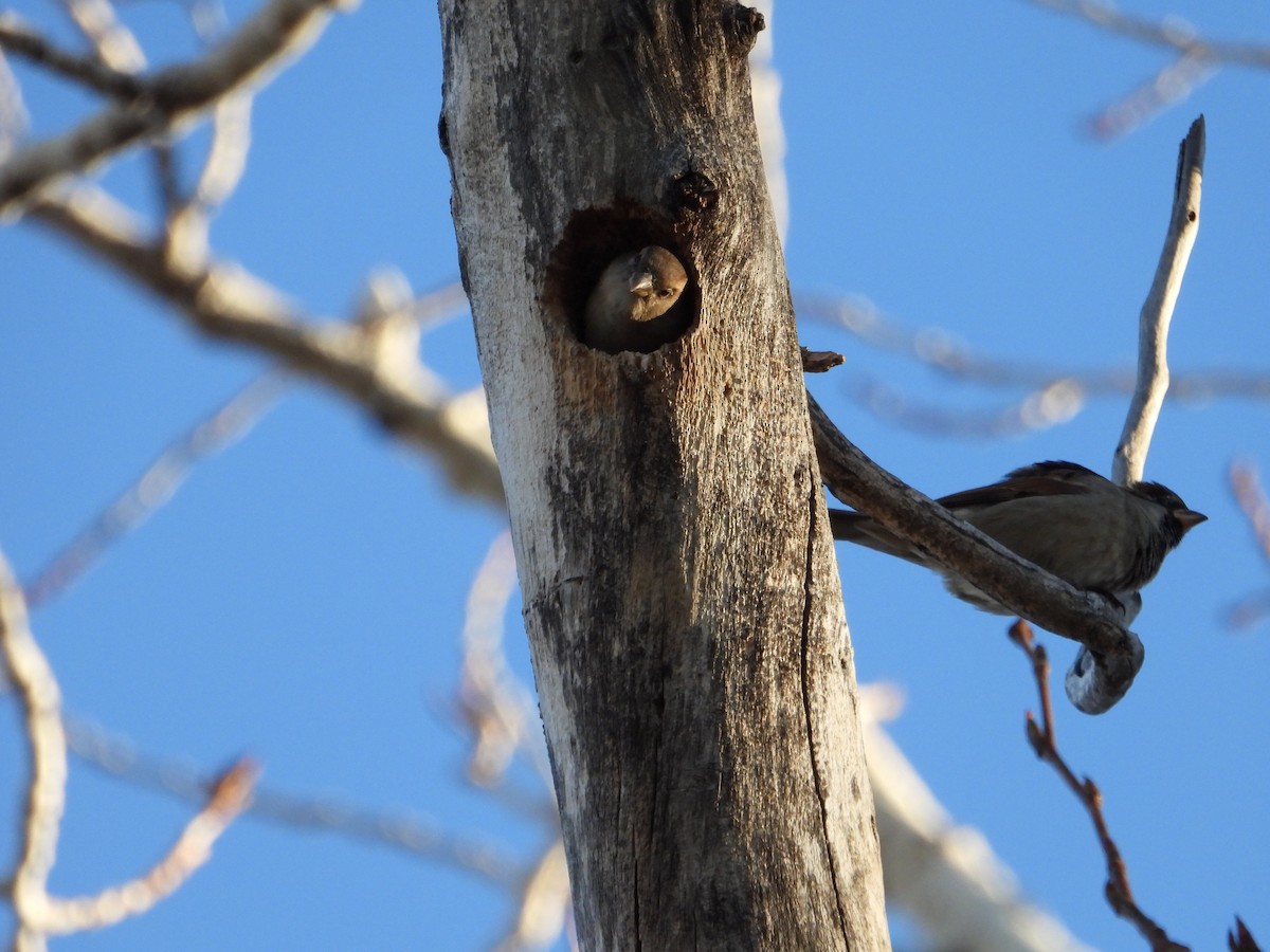 House Sparrow - ML611367481