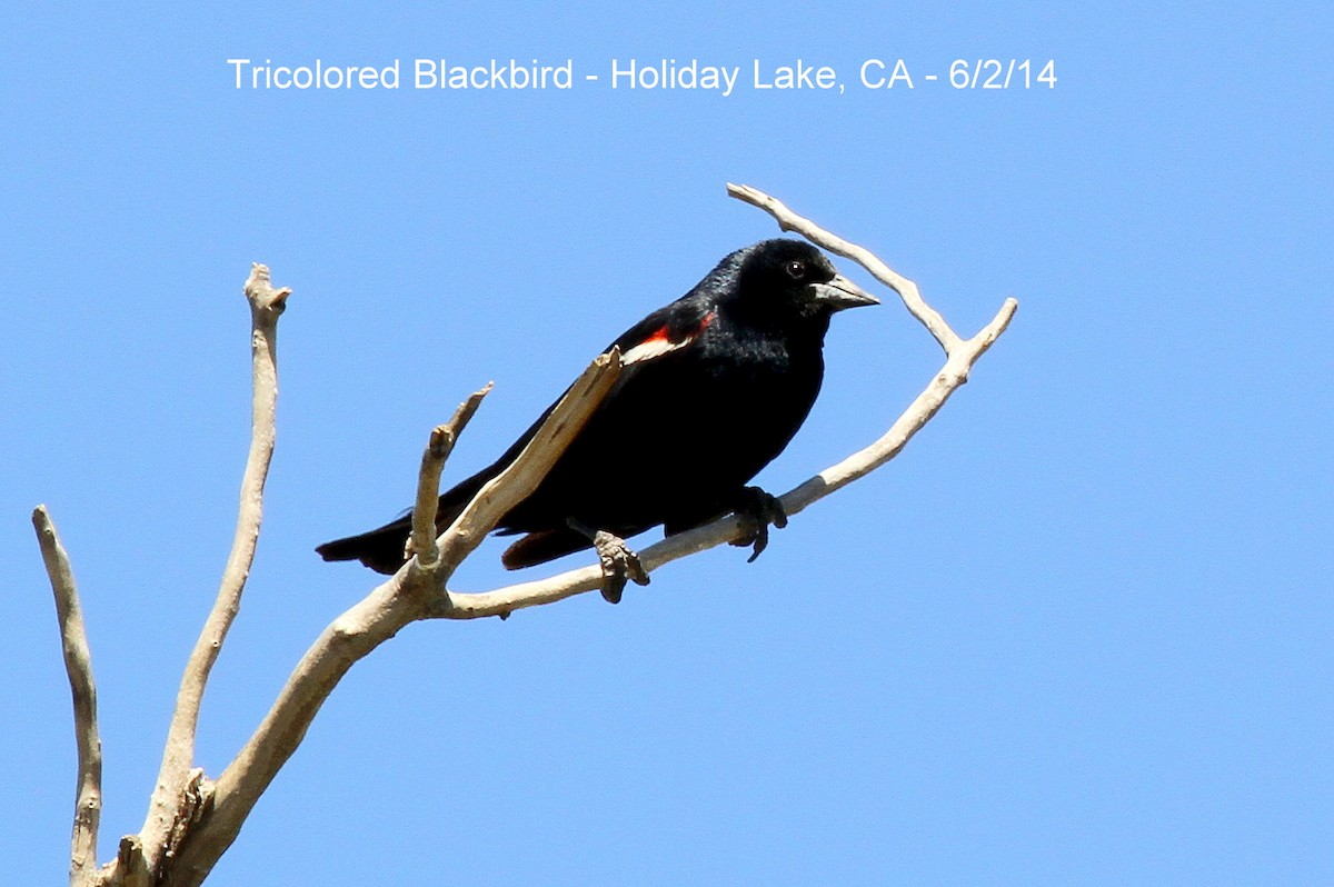 Tricolored Blackbird - Bill Asteriades