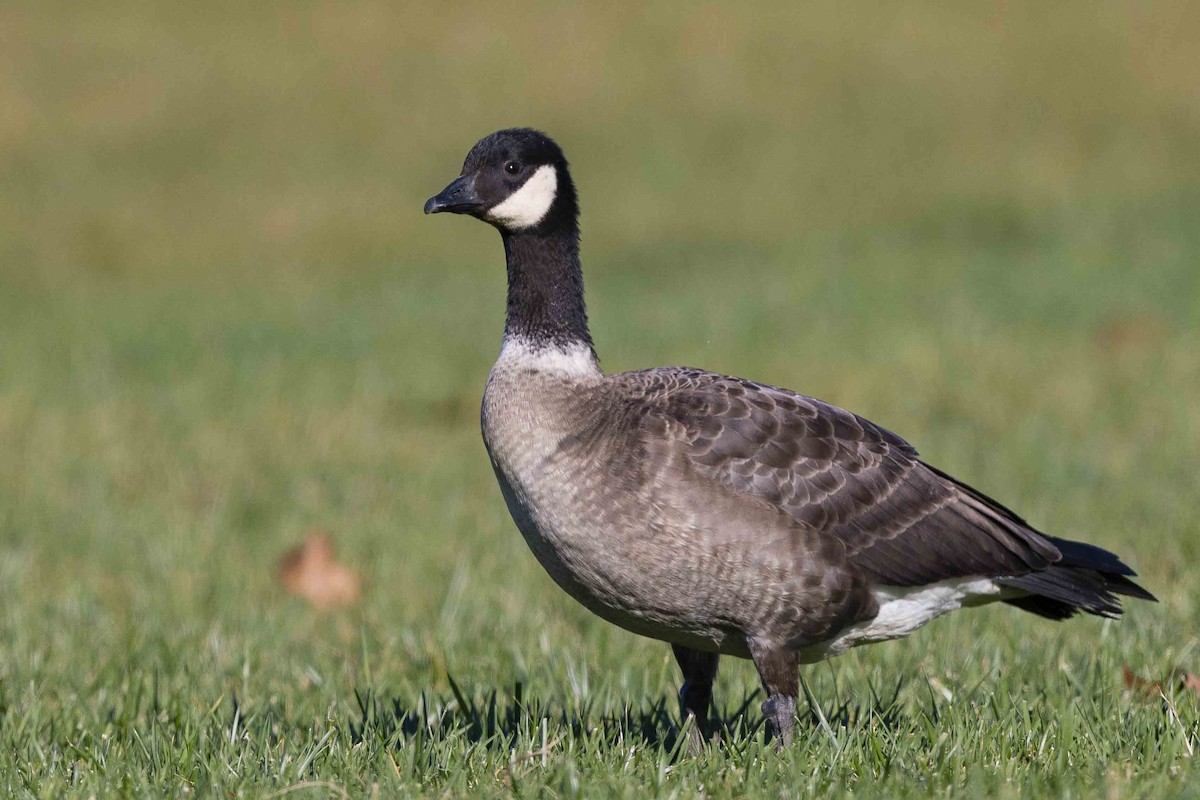 Cackling Goose (Aleutian) - ML611367606