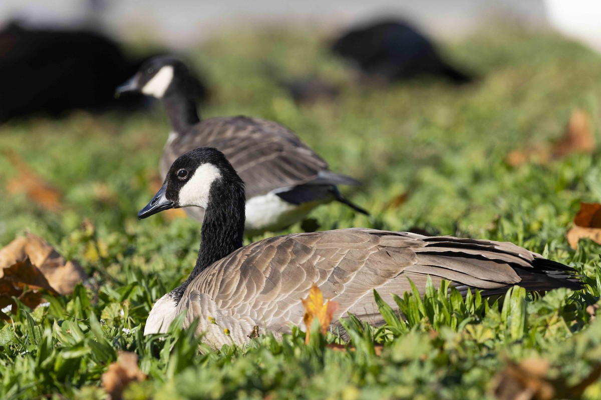 Canada Goose - ML611367609