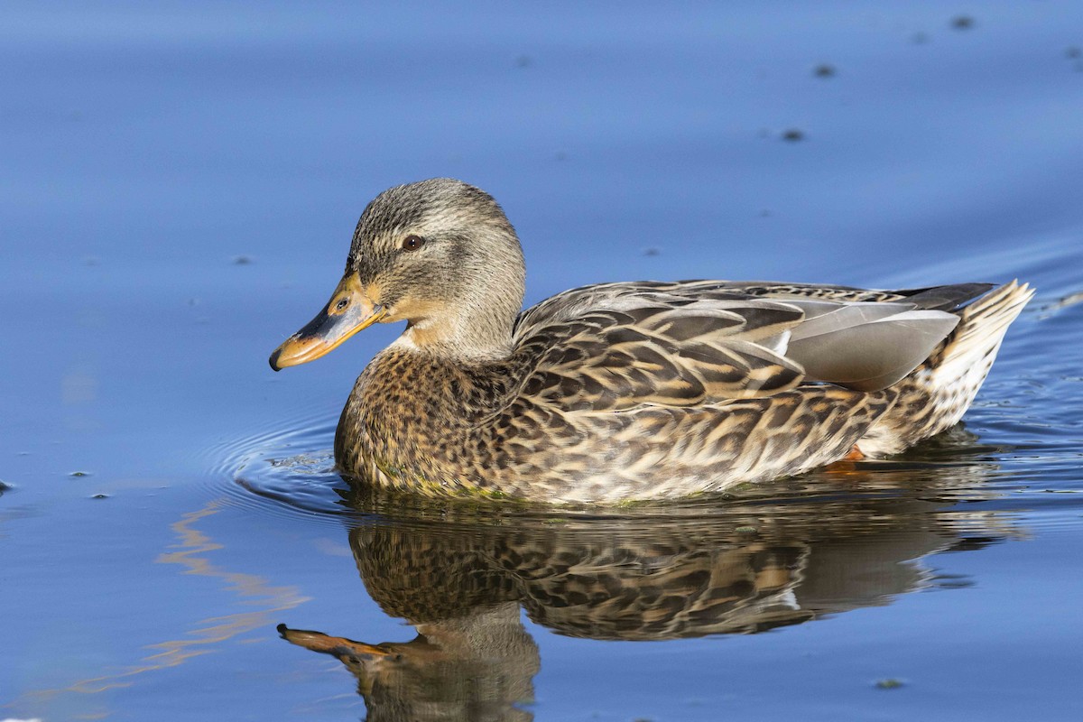 Mallard - Mike Peters