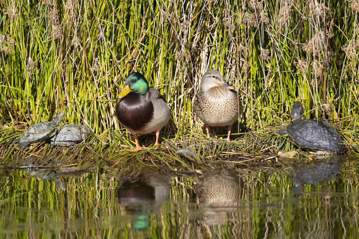 Mallard - ML611367635