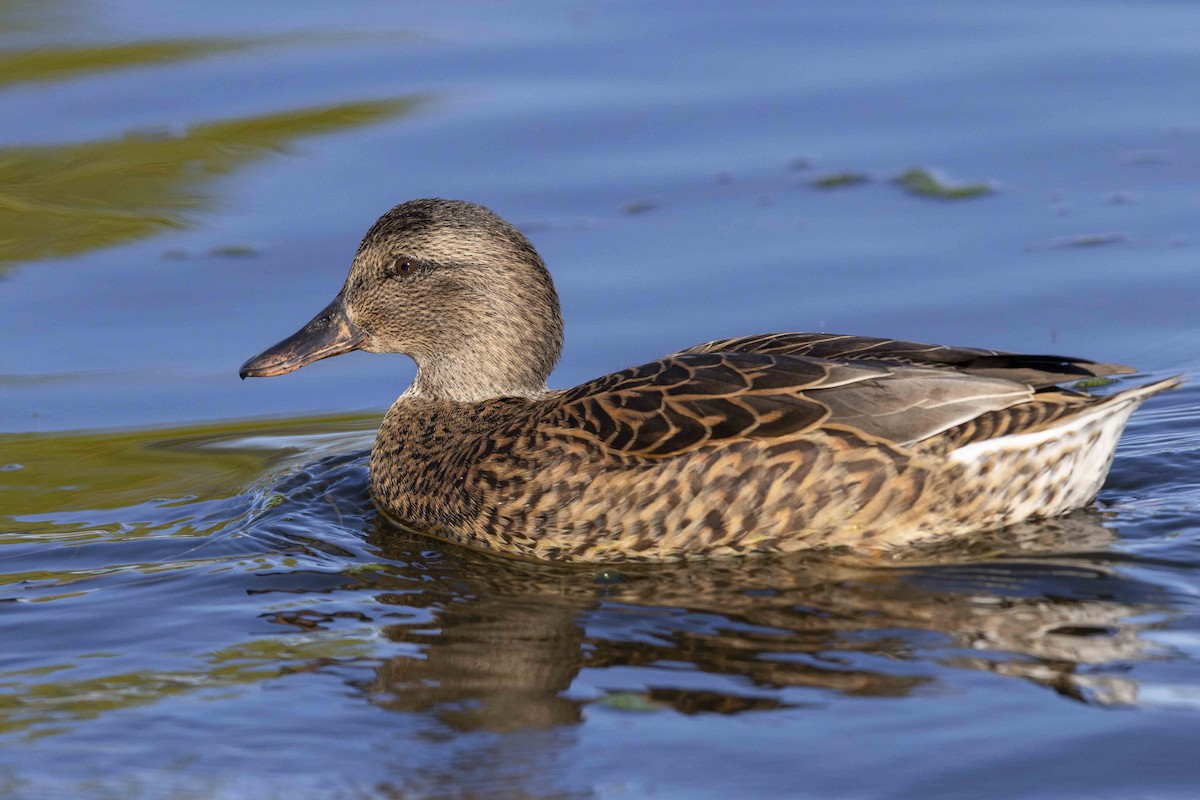 Gadwall x Mallard (hybrid) - ML611367654