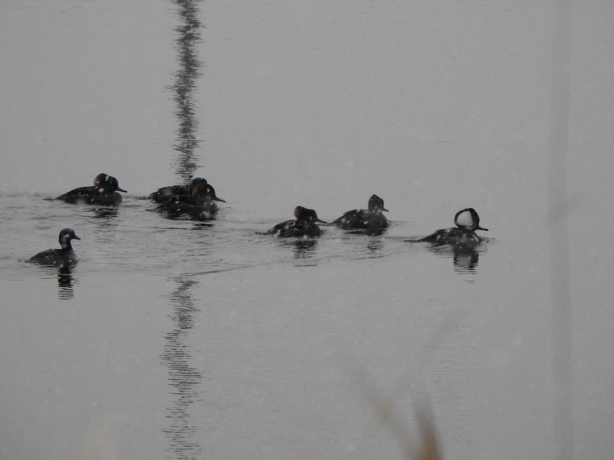 Hooded Merganser - ML611367809