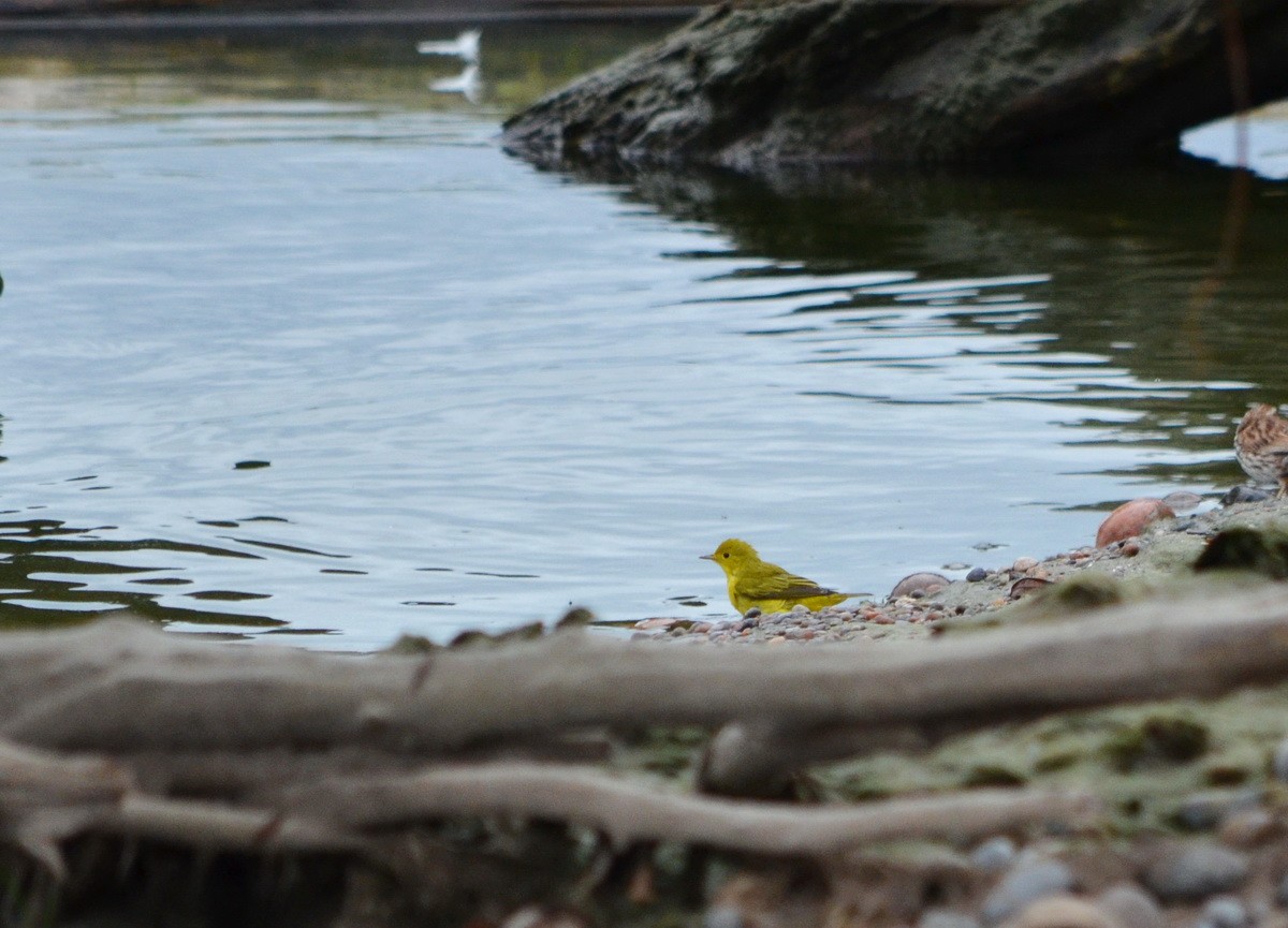 Yellow Warbler - Jean and Bob Hilscher