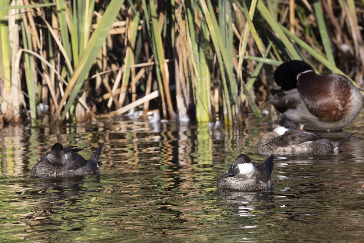 Ruddy Duck - Mike Peters