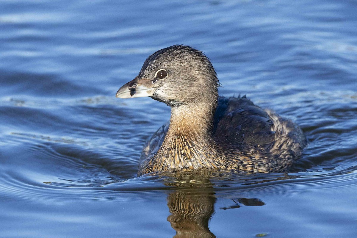 Pied-billed Grebe - Mike Peters