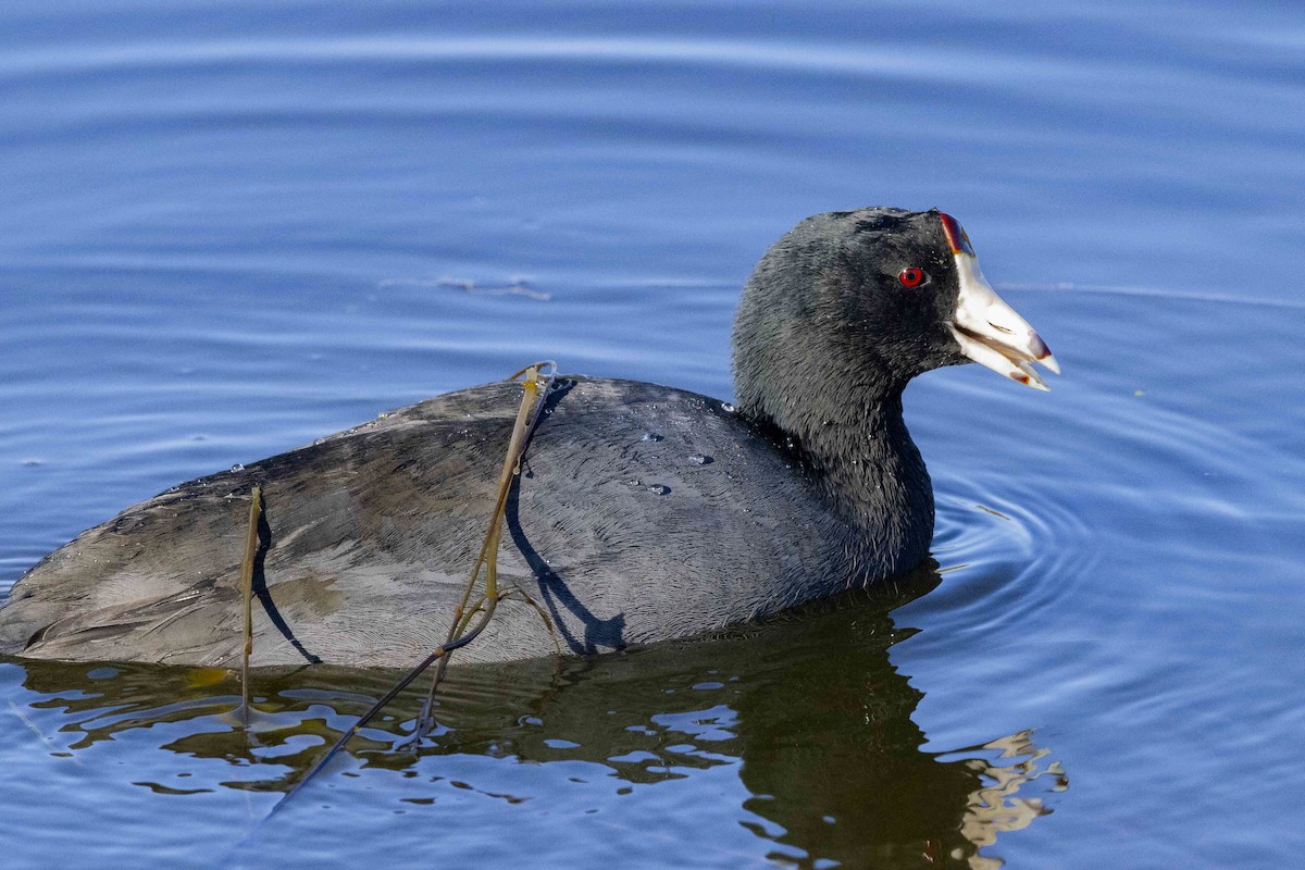 American Coot - ML611367936