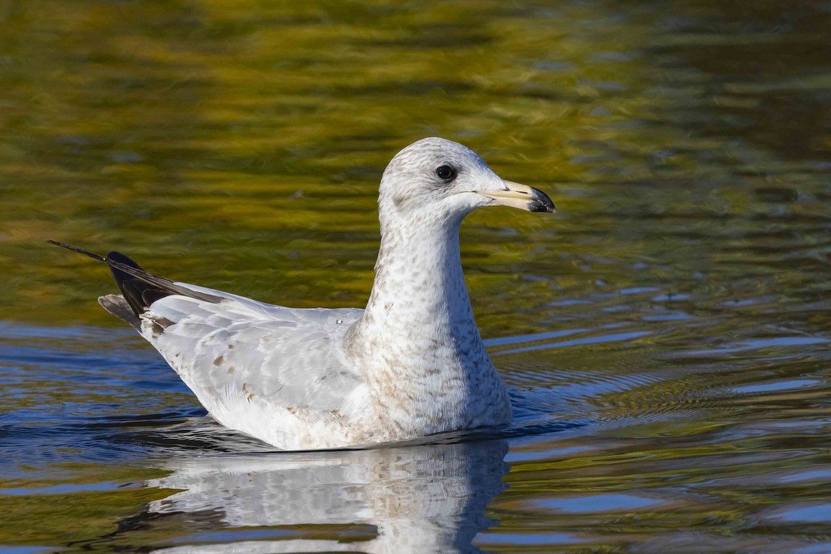 Ring-billed Gull - Mike Peters