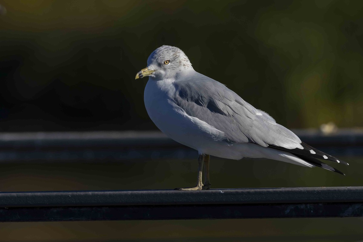 Ring-billed Gull - ML611367942