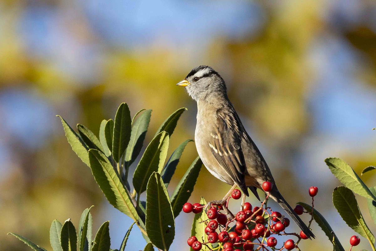 White-crowned Sparrow - ML611367945