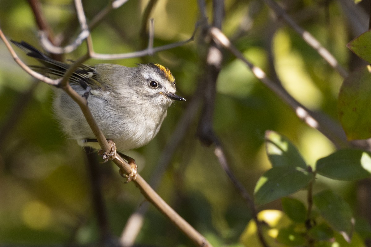 Golden-crowned Kinglet - Michael Stubblefield