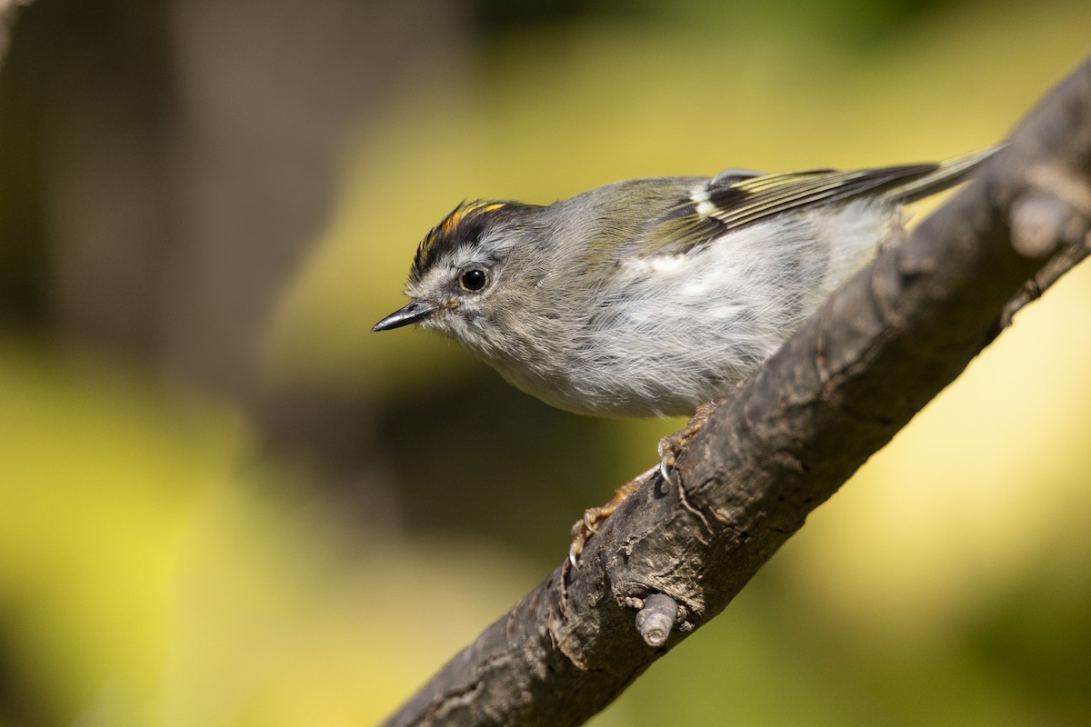 Golden-crowned Kinglet - ML611367981