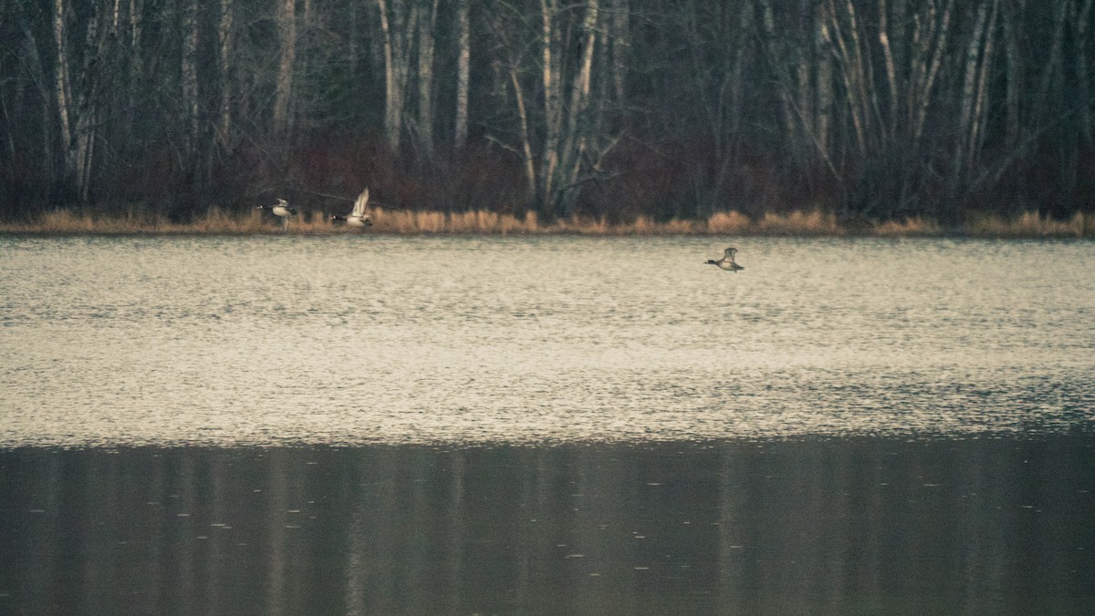 Greater Scaup - Larry Joseph