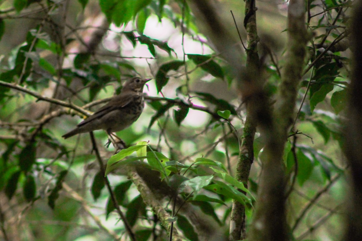 Swainson's Thrush (Olive-backed) - Leonardo R. Deconto