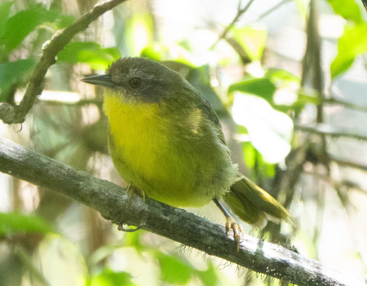 Wedge-tailed Jery - ML611368184