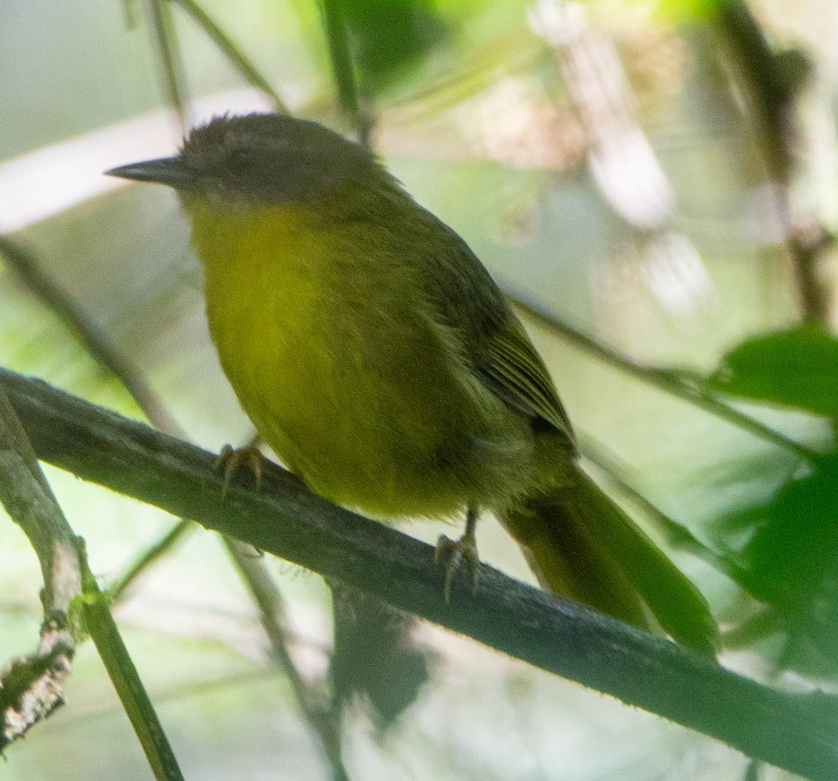 Wedge-tailed Jery - David Houle