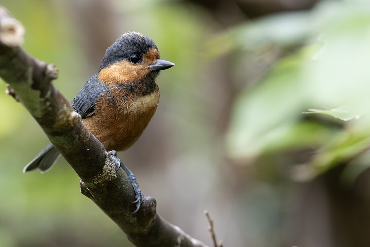 Varied Tit - Yann Kolbeinsson