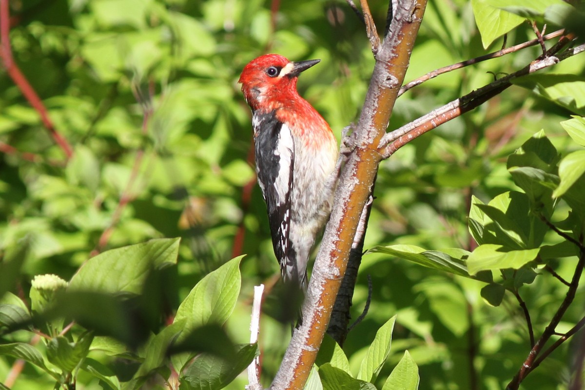 Red-breasted Sapsucker - ML611368266