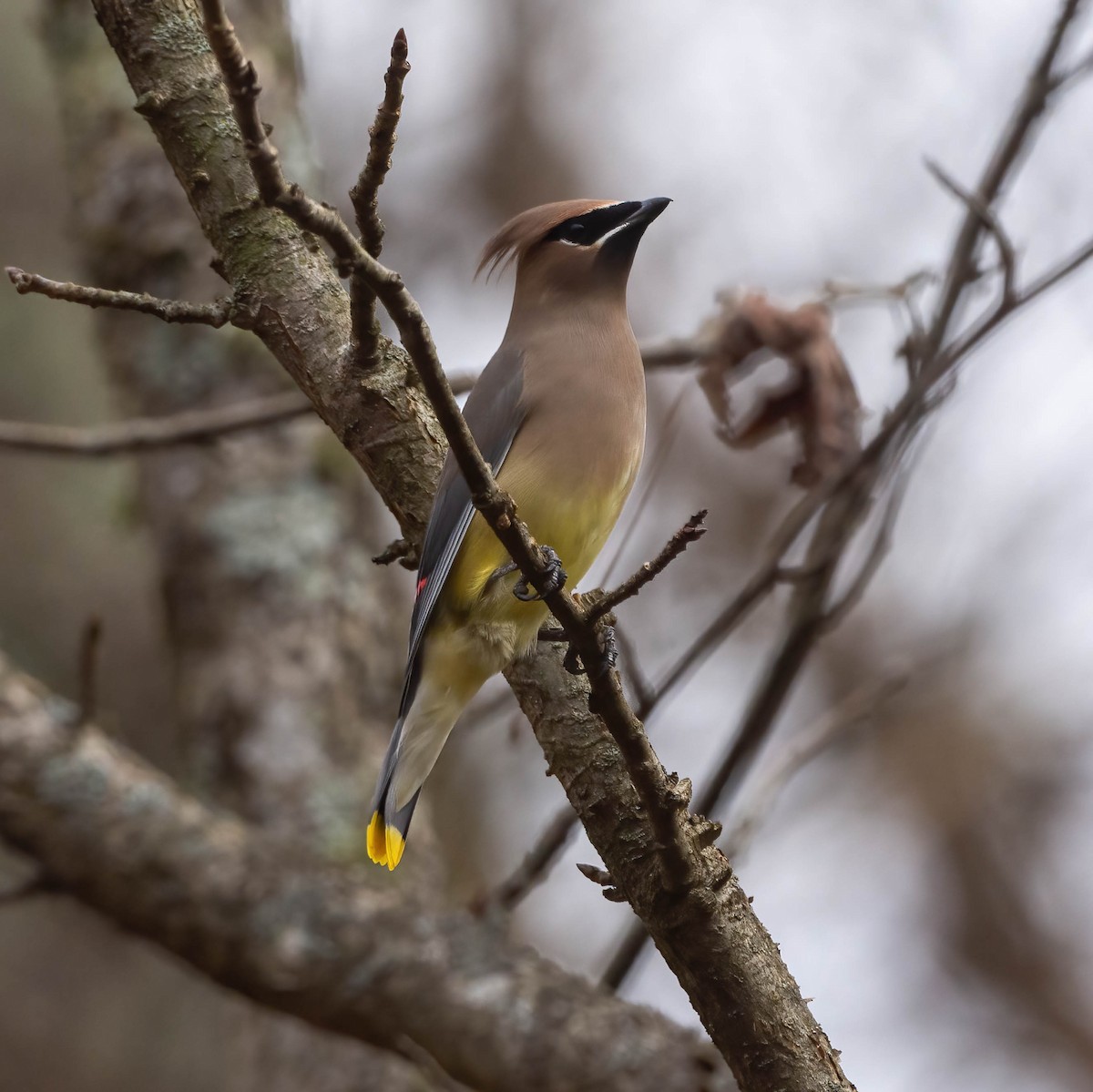 Cedar Waxwing - ML611368393