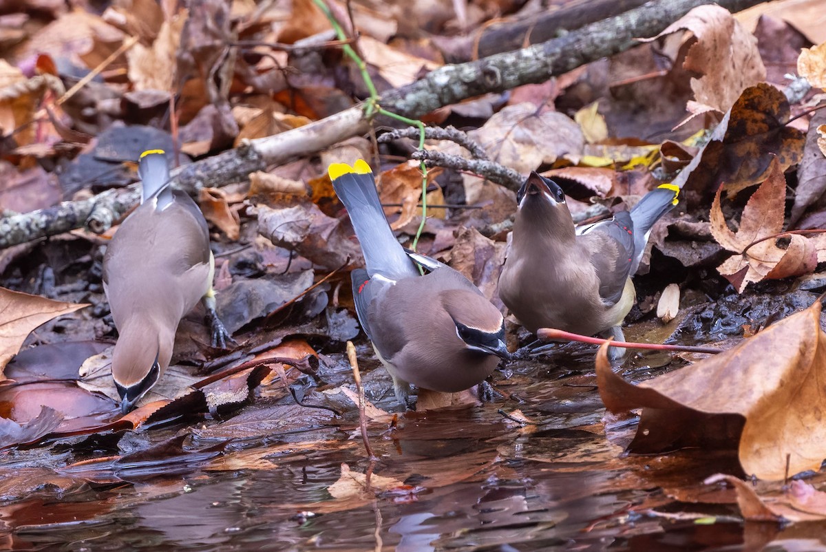 Cedar Waxwing - ML611368401