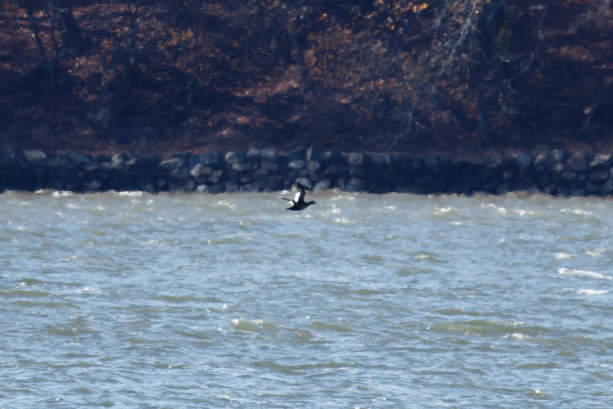 White-winged Scoter - ML611368531