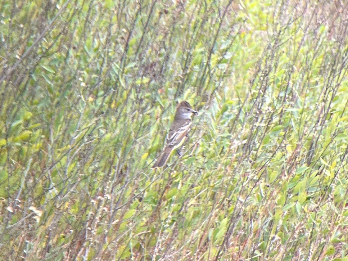 Ash-throated Flycatcher - ML611368555