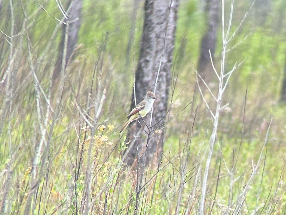 Ash-throated Flycatcher - ML611368556