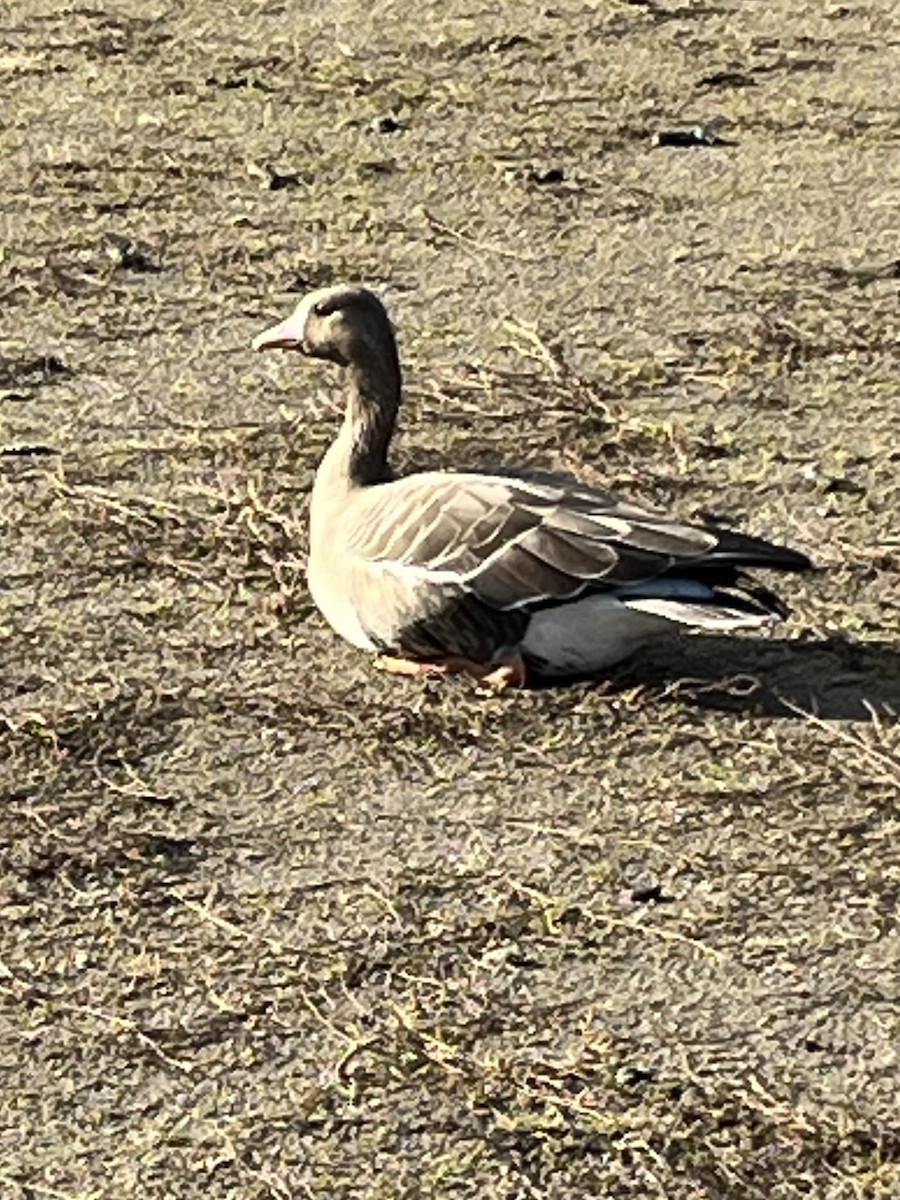 Greater White-fronted Goose - ML611368725