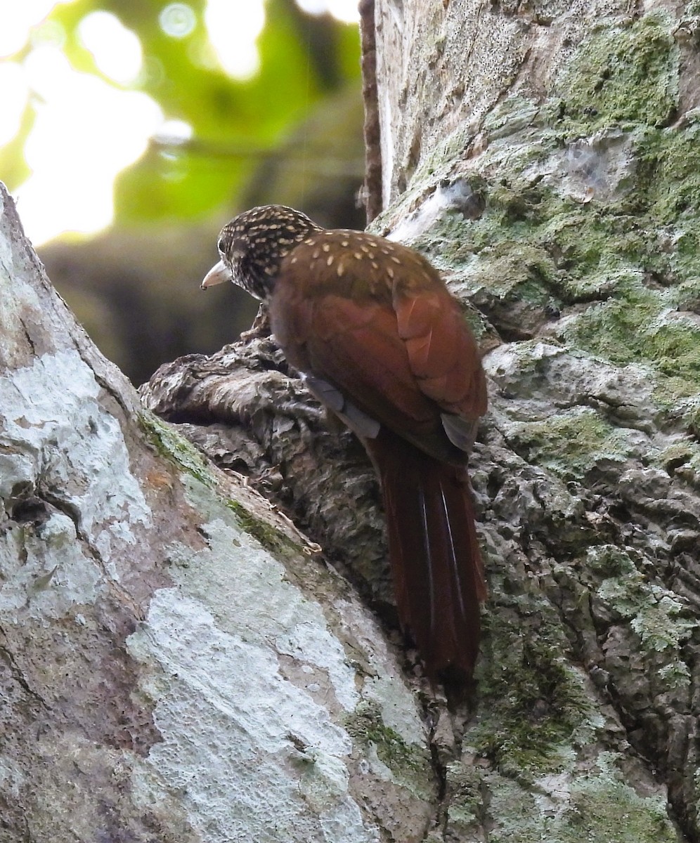 Striped Woodcreeper - ML611368738