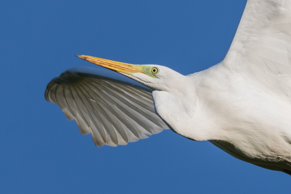 Great Egret - ML611368768