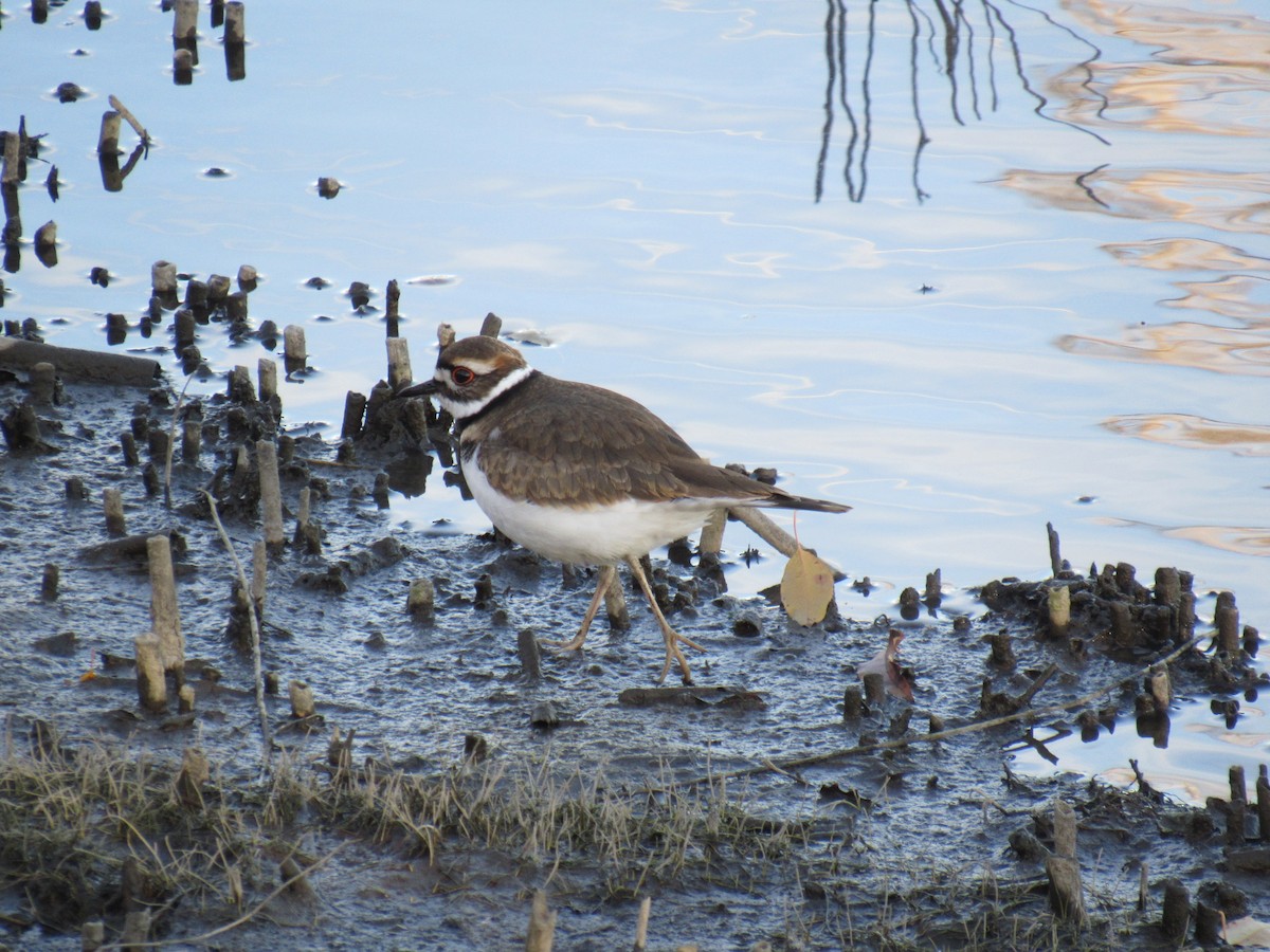 Killdeer - ML611368883