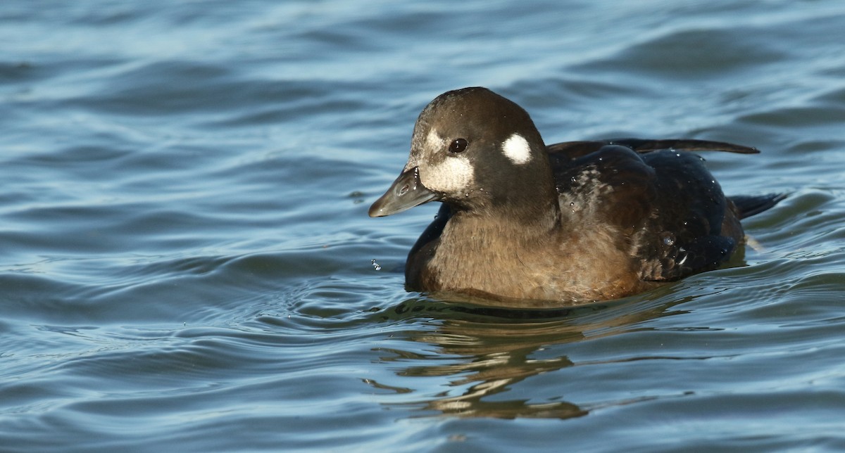 Harlequin Duck - ML61136891