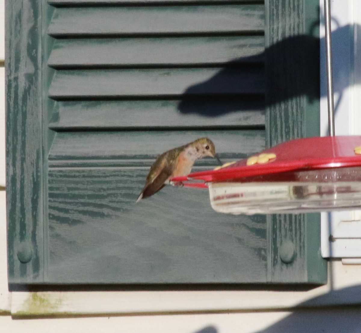 Broad-tailed Hummingbird - ML611369001