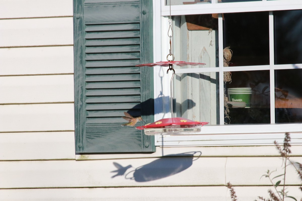 Broad-tailed Hummingbird - ML611369008