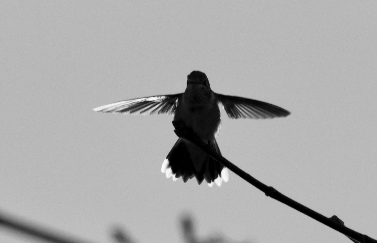 Broad-tailed Hummingbird - ML611369010