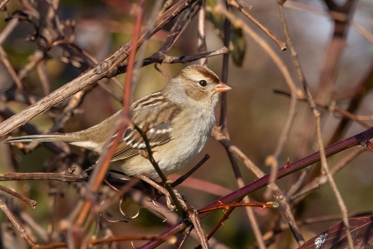 White-crowned Sparrow - ML611369035