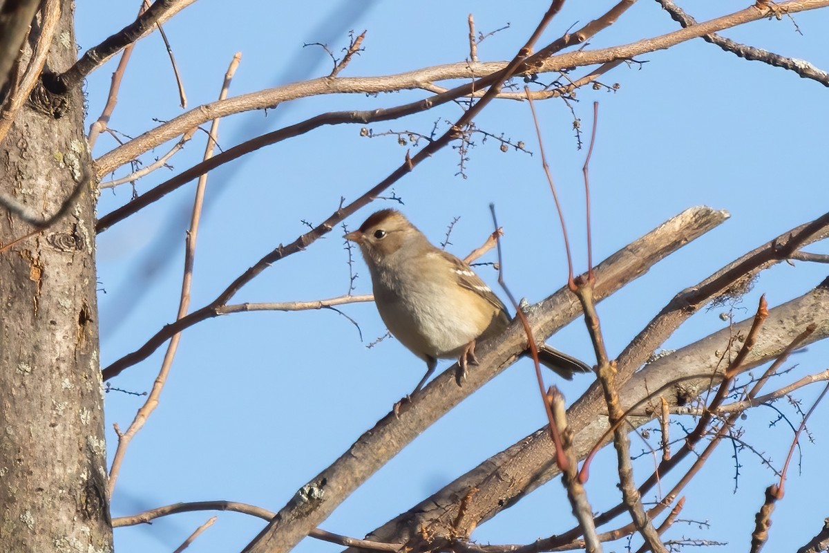 Bruant à couronne blanche - ML611369039