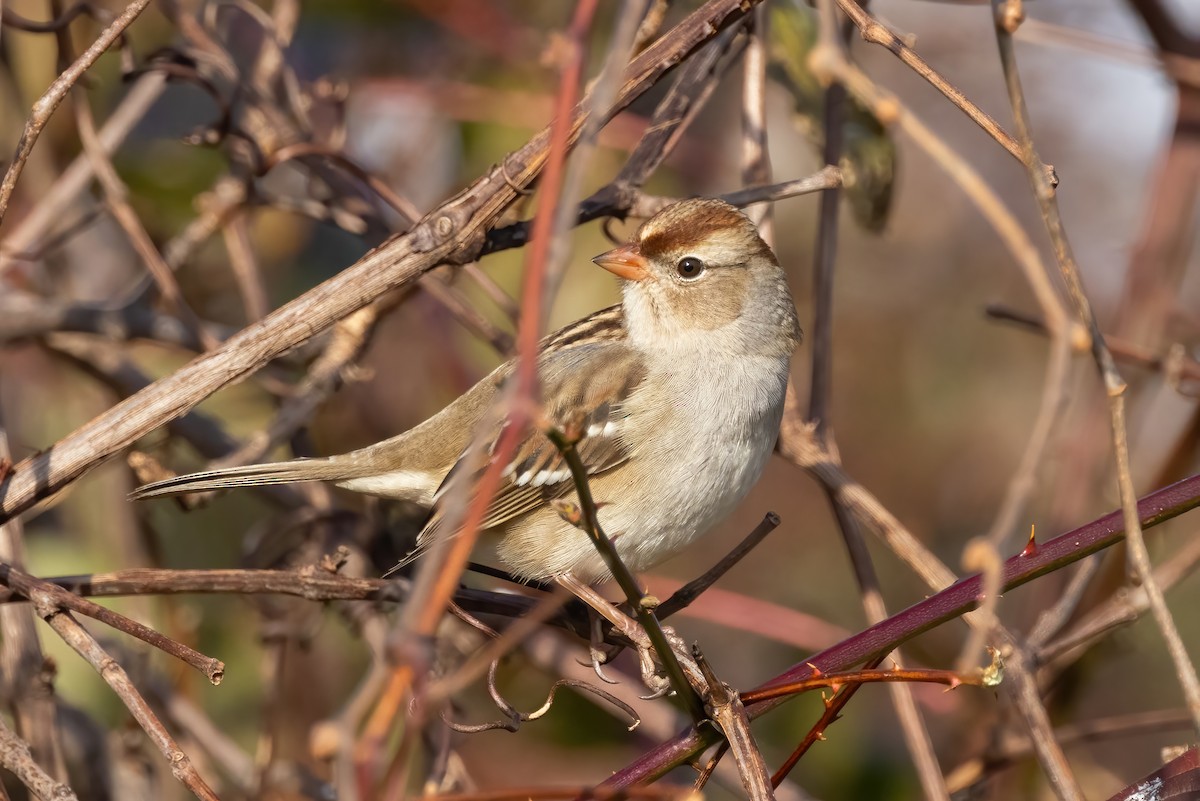 White-crowned Sparrow - ML611369047