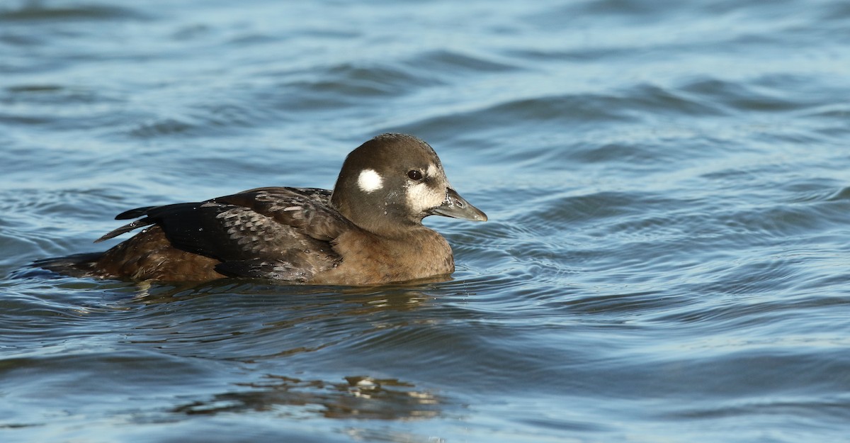 Harlequin Duck - ML61136911