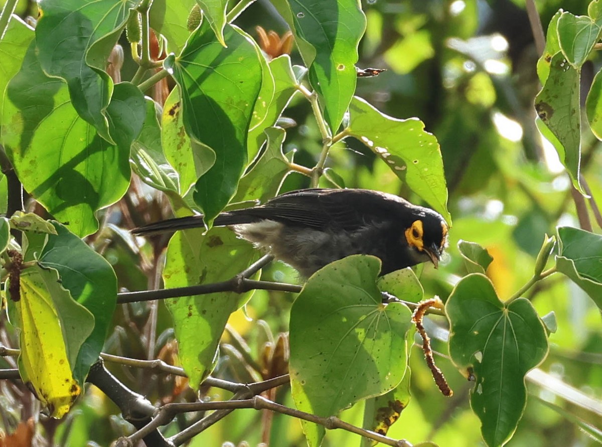 Smoky Honeyeater - ML611369247