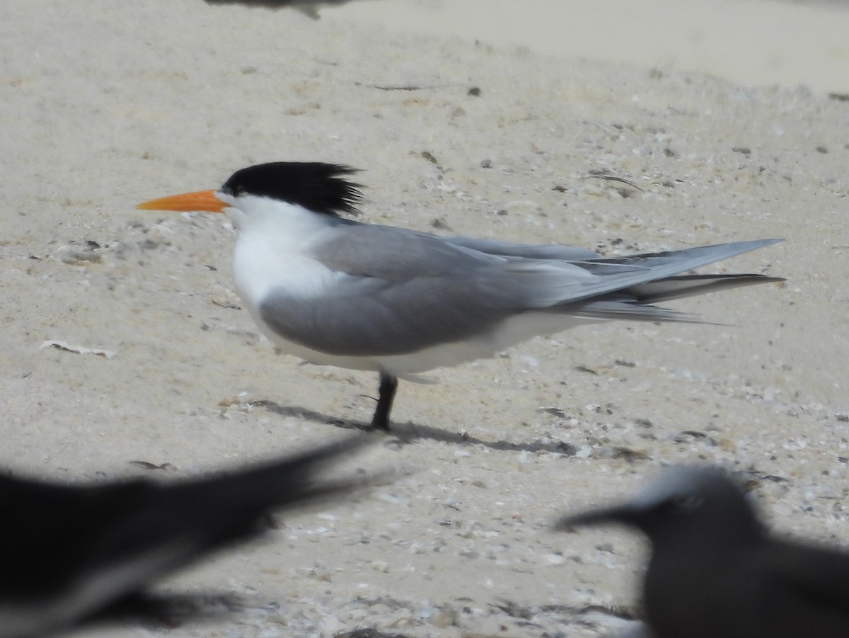 Lesser Crested Tern - Kevin Seymour