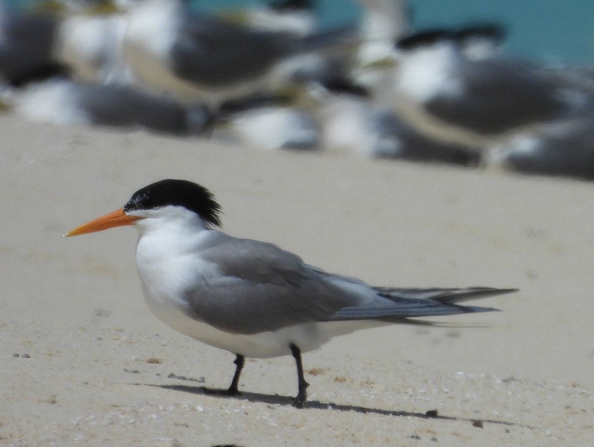 Lesser Crested Tern - ML611369280