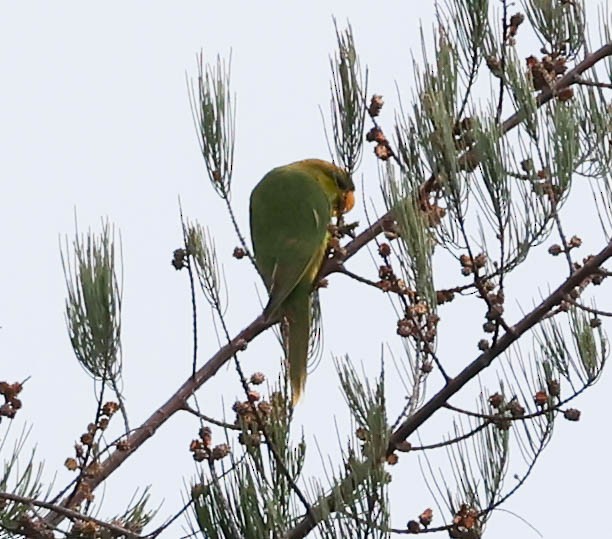 Yellow-billed Lorikeet - David Bates